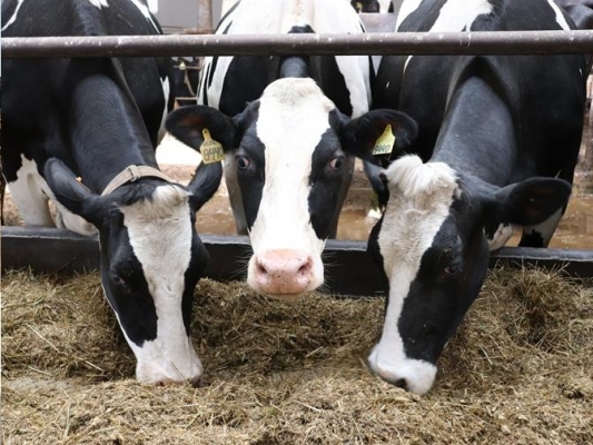 По итогам 2021 года Удмуртия планирует нарастить объемы производства молока до 910 тысяч тонн