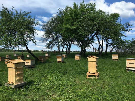 Аграрии и пчеловоды Удмуртии принимают меры для недопущения массовой гибели пчел