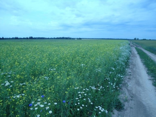 Сельхозпредприятие Удмуртии нарушило закон при использовании пестицидов для обработки рапсовых полей