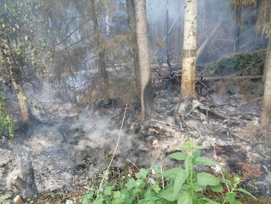 В Игринском районе Удмуртии ликвидировали пожар на торфяниках