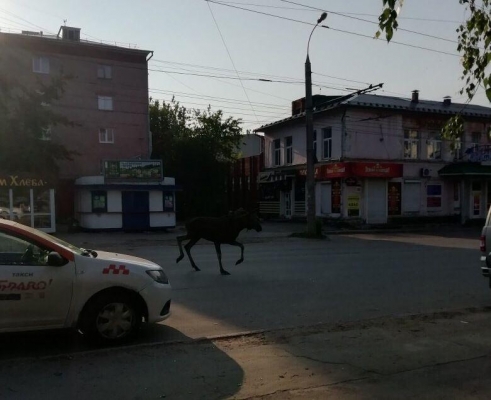 По улицам Ижевска бегает лось