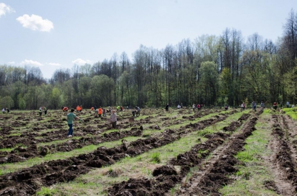 В Удмуртии завершаются весенние работы по лесовосстановлению 