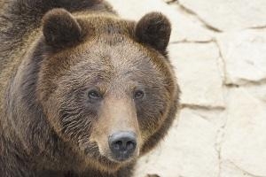 Бурый медведь Гоша из зоопарка Удмуртии впал в зимнюю спячку