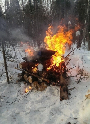 Трупы истощенных кабанов обнаружили в Воткинском районе Удмуртии 