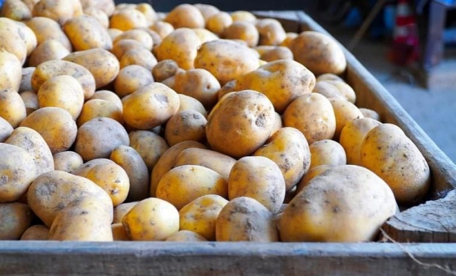 Удмуртия экспортировала в Казахстан более 1,2 тысяч тонн картофеля