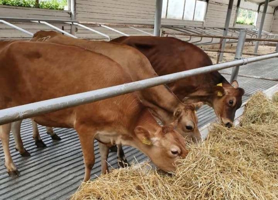 Породу молочных коров из Дании будут разводить в Удмуртии