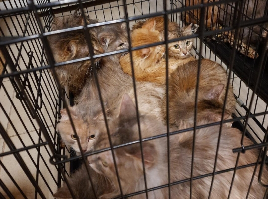 13 кошек забрали зоозащитники из квартиры по улице Воровского в Ижевске