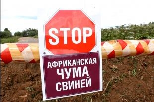 В поселке Звездный Пермского края зарегистрирована третья вспышка африканской чумы свиней