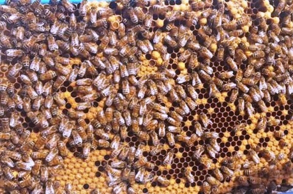 Карантин по нозематозу пчел установили в Кизнерском районе 