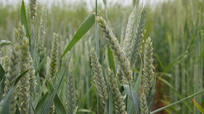 630 тысяч тонн зерна планируют собрать аграрии Удмуртии в 2020 году