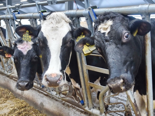 870 тысяч тонн молока планируют произвести в Удмуртии до конца 2020 года