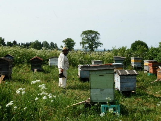 1,5 млн рублей выделили в Удмуртии на компенсацию пчеловодам за погибших пчел