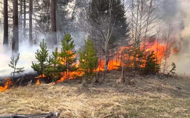 Чрезвычайная пожароопасность лесов в Удмуртии сохранится до 9 июня