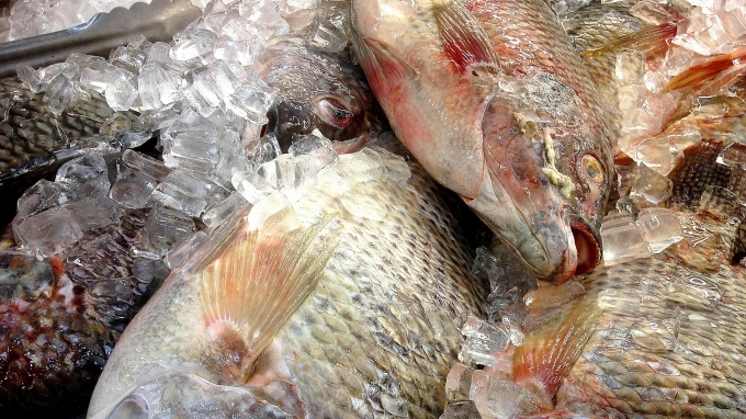 Почти 7,5 тонн просроченной рыбы изъяли из оборота в Ижевске 