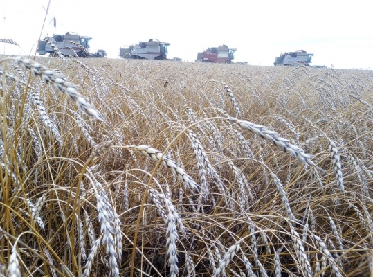 Аграрии Удмуртии завершили уборку зерновых на 96 процентов
