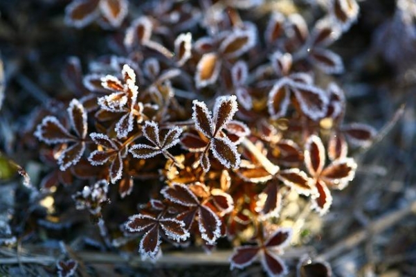 В Удмуртии ожидаются заморозки до -2 °С