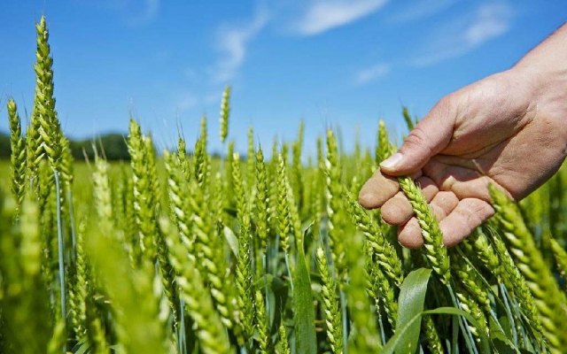 Урожай в условиях жаркого лета: Удмуртская Республика достигла отметки 125,8 тыс. тонн зерна