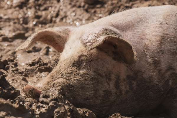 В Пермском крае зарегистрирована вспышка африканской чумы свиней