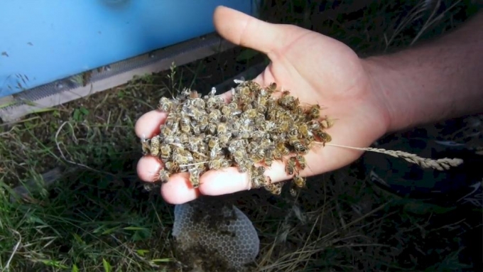 В Удмуртии подтвердили массовую гибель пчел от ядохимикатов
