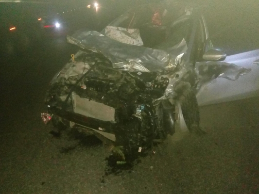Два человека пострадали в столкновении легкового автомобиля с лосем на трассе в Удмуртии