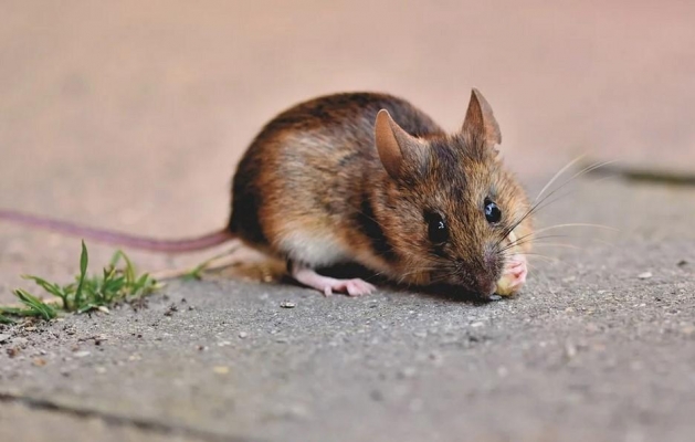 112 жителей Удмуртии переболели мышиной лихорадкой с начала года