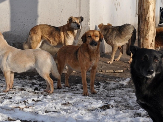 Администрация Ижевска выбирает подрядчика для отлова бездомных собак