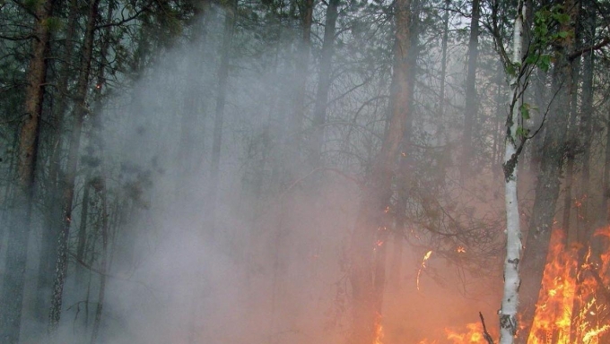 Четвертый класс пожароопасности лесов объявили в Удмуртии 