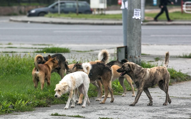 В пригороде Ижевска планируют построить приют для бездомных животных