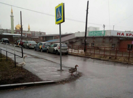 На улице Красная в Ижевске замечены переходящие дорогу гуси 