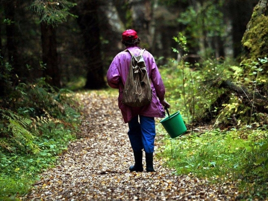 «Лес опасен»: Минлесхоз Удмуртии разработал правила поведения для собирателей грибов и ягод