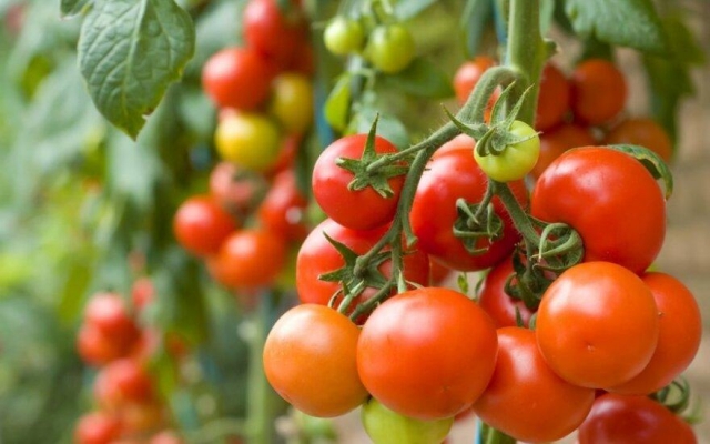 На прошлой неделе в Удмуртии более всего подорожали помидоры, бромгексин и детские кроссовки