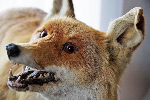 Бешеную лису задушила собака на подворье у жителя Ижевска