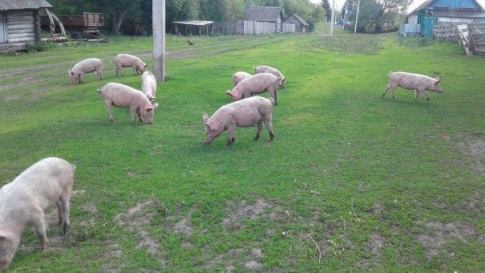 За свободный выгул свиней в Удмуртии приостановили деятельность личного подсобного хозяйства 