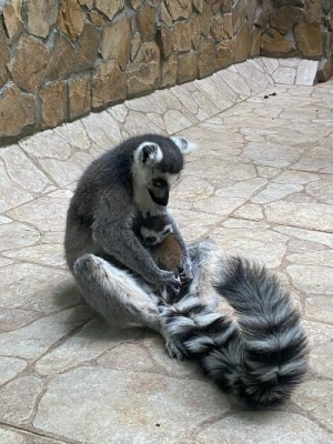 В «Стране обезьян» в Ижевском зоопарке начался весенний беби-бум 
