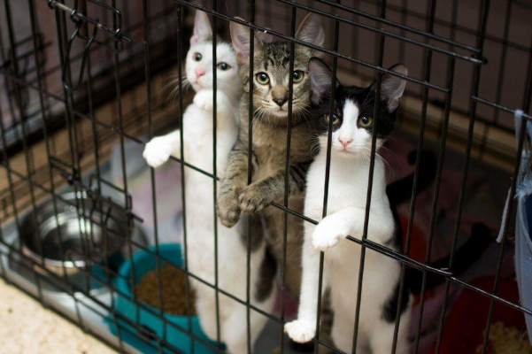 Спасенным кошкам в Ижевске необходима ветеринарная помощь 