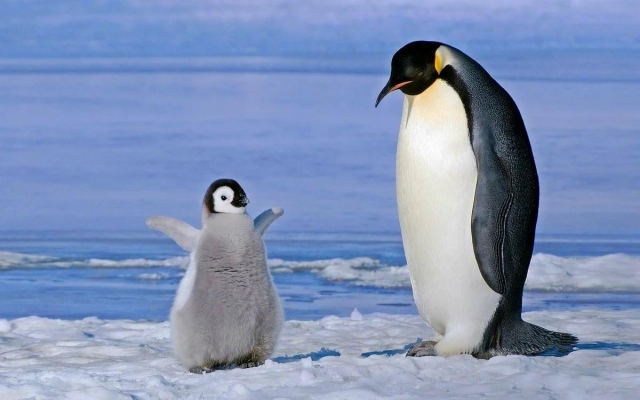 В Зоопарке Удмуртии отмечают День осведомленности о пингвинах