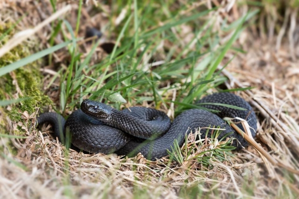 Осторожно, змеи: из-за дождливого лета в Удмуртии активизировались гадюки