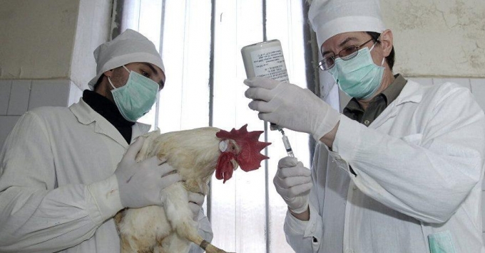 Неблагоприятную ситуацию по птичьему гриппу прогнозируют ветеринары Удмуртии 