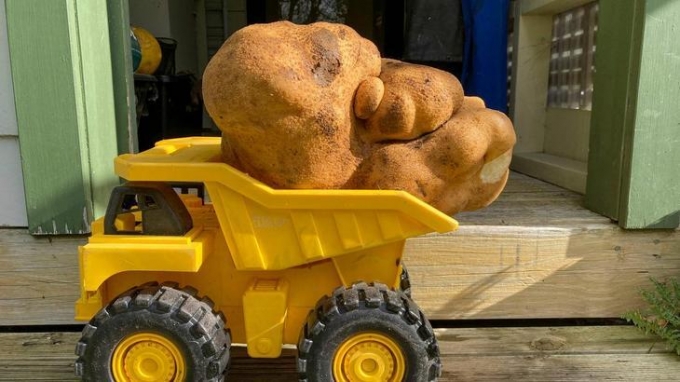 Картофелина весом почти 8 килограммов претендует на книгу рекордов Гиннесса