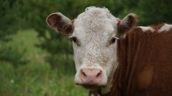 С начала года в Удмуртии поголовье специализированного мясного скота выросло на 67% 