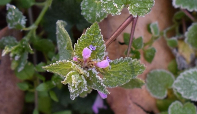 Заморозки на почве ожидаются в Удмуртии в первый день лета