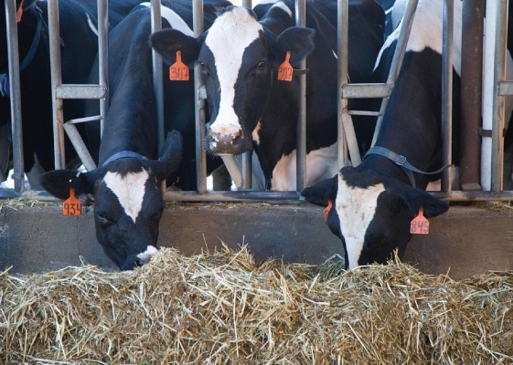 Минсельхоз Удмуртии готовит поправки в условия предоставления господдержки производителям молока 