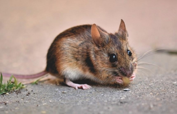 383 человека заболели мышиной лихорадкой в Удмуртии в 2020 году