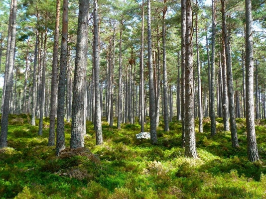 В Ижевске посадят 3 тысячи новых деревьев