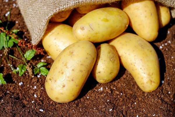 Картофель из Удмуртии начали продавать в Беларусь
