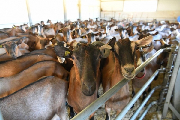 В 2021 году Удмуртия нарастила производство козьего молока на 73%