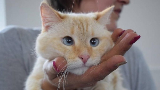 27 бездомных кошек обрели хозяев благодаря Пушистому фестивалю в Ижевске