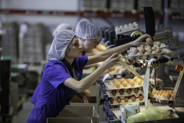 Удмуртская птицефабрика «Вараксино» отправила более 400 тысяч яиц в ОАЭ