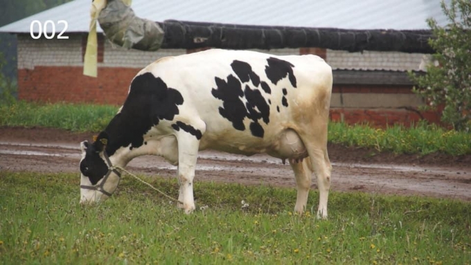 В онлайн-выставке сельхозживотных в Удмуртии приняли участие 148 коров