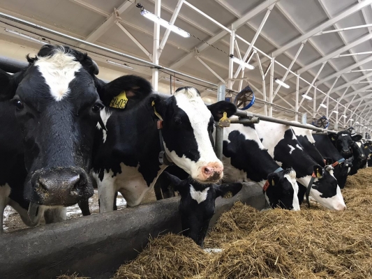 Сельхозпроизводители Удмуртии наращивают производство молочной продукции